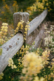 Held by the hills ~ a weekend retreat for women